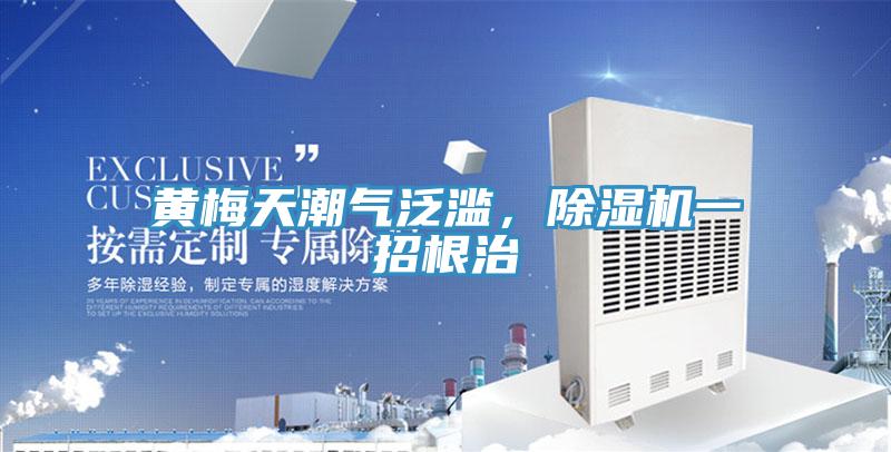 黃梅天潮氣泛濫，除濕機一招根治